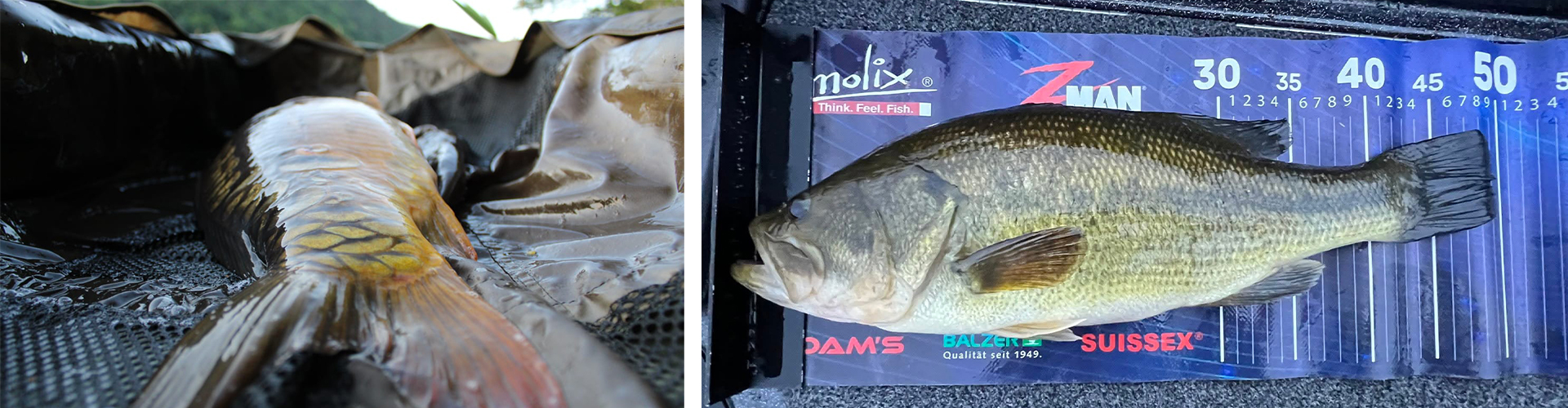 Slider Taille quotas peche Fades Sioule